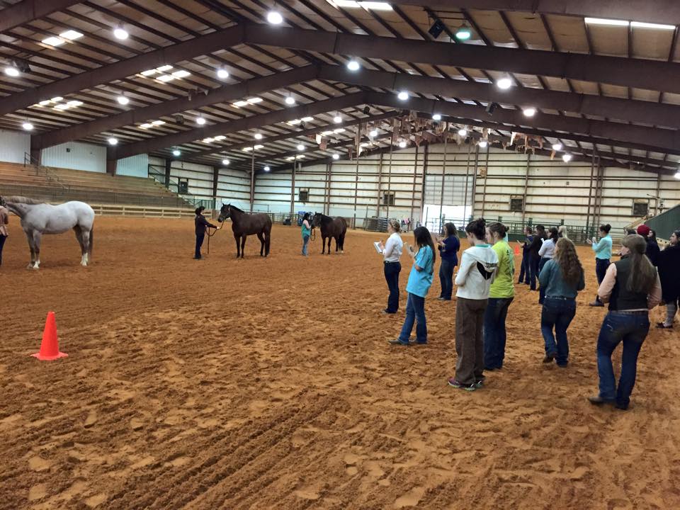 Horses in an arena